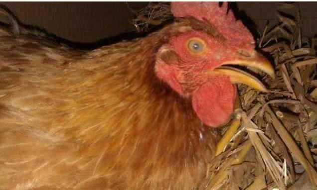 农民见到孔雀蛋!(图2) 农民见到孔雀蛋!(图2)